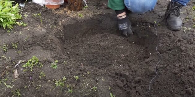 Как посадить клематис: сделайте посадочную яму