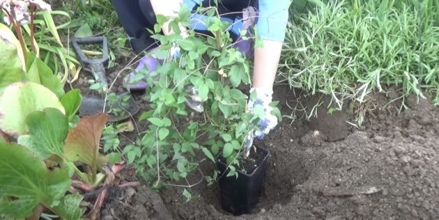 Как посадить клематис: сделайте углубление в грунте по центру посадочной ямы