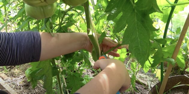 Как ускорить созревание томатов в открытом грунте и в теплице: удалите нижние листья