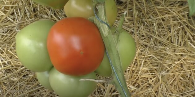 Как ускорить созревание томатов в открытом грунте и в теплице: не спешите собирать урожай