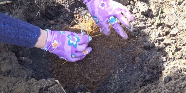 Как посадить клематис: сделайте земляной холмик по центру ямы