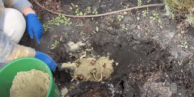 Как сажать лилии: Поместите луковицу на дно посадочной ямы корешками вниз, слегка вдавливая её в землю