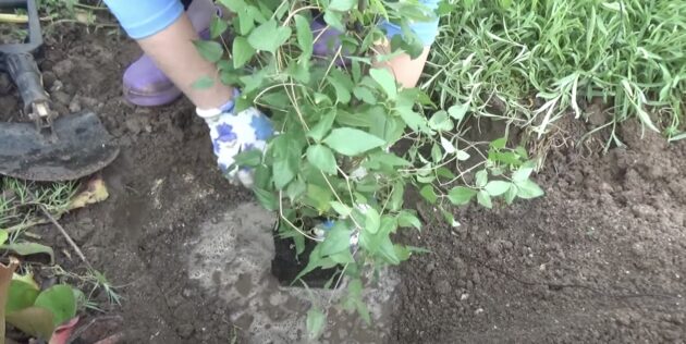 Как посадить клематис: аккуратно достаньте клематис из горшка и поместите его по центру посадочной ямы
