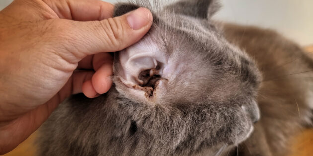 Ушной клещ у кошки