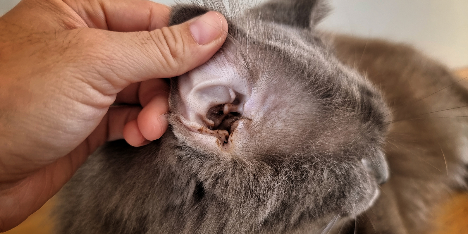 Как понять, что у кошки ушной клещ, и что с этим делать - Лайфхакер