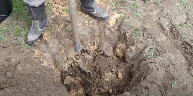 Когда и как пересаживать смородину на новое место: выкопайте посадочную яму