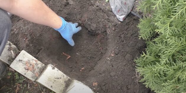 Когда и как пересаживать хосту: выкопайте яму
