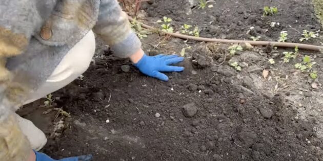 Как сажать лилии: Доверху засыпьте посадочную яму грунтом
