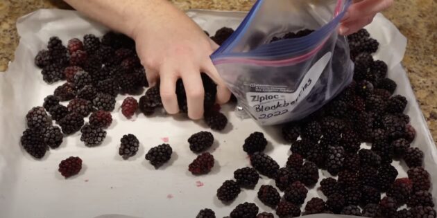 Как заморозить ежевику на зиму: Разложите ягоды по пакетам