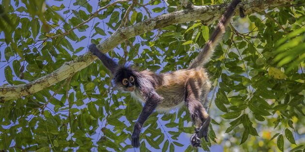 Зачем животным хвост: у обезьян он служит дополнительной конечностью