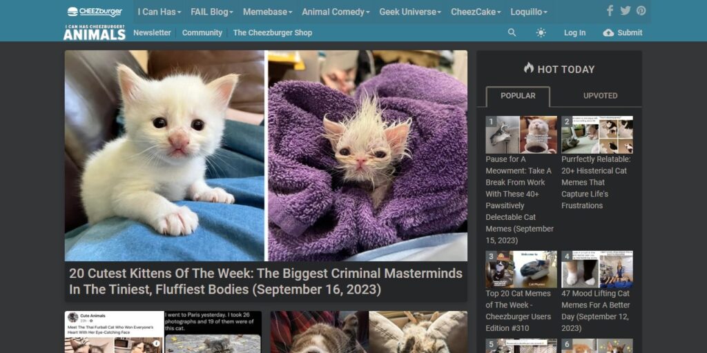Идея на миллион: сайт с мемами про кошек