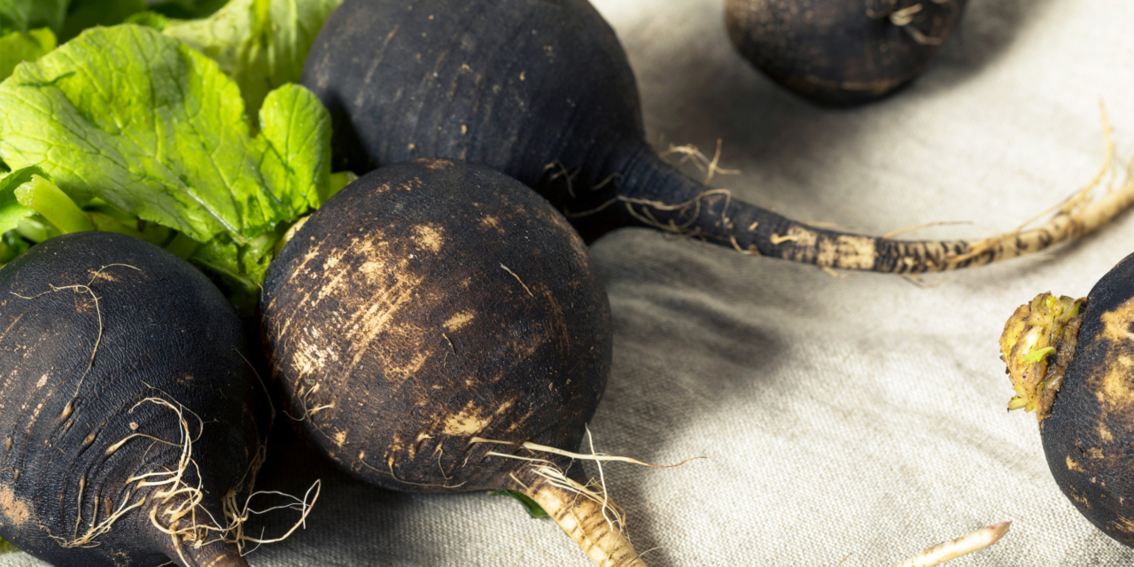 Редька. Зелёная редька на зиму. Посадить черную редьку в мае. Как хранить черную редьку на зиму. Редька на грядке.