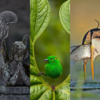 16 лучших фотографий птиц по версии Bird Photographer of the Year 2023