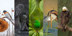 16 лучших фотографий птиц по версии Bird Photographer of the Year 2023