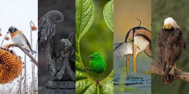 16 лучших фотографий птиц по версии Bird Photographer of the Year 2023