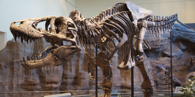 Скелет тираннозавра в Музее естественной истории Карнеги, Питтсбург