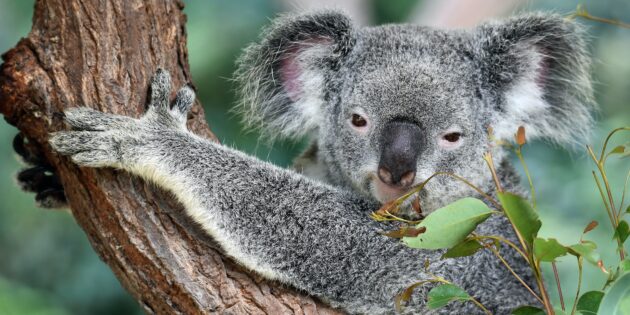 Милые животные, которые на самом деле очень опасны: коала