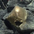 На дне Тихого океана нашли «золотое яйцо», из которого нечто «вылупилось»