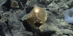 На дне Тихого океана нашли «золотое яйцо», из которого нечто «вылупилось»