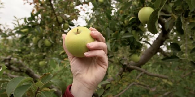 Снимайте яблоки вместе с плодоножками