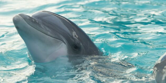 Милые животные, которые на самом деле очень опасны: дельфин