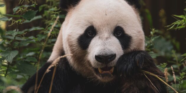 Милые животные, которые на самом деле очень опасны: панда