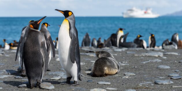 Что будет, если Антарктида растает: вымрут многие виды животных