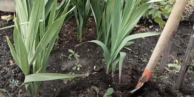 Когда и как выкапывать гладиолусы: подкопайте луковицу лопатой или садовыми вилами