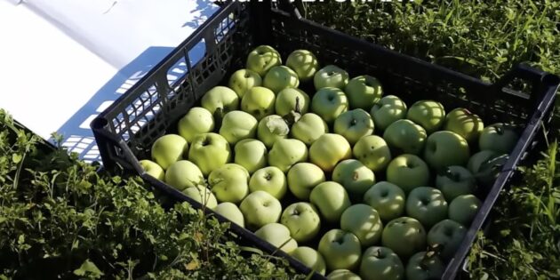 Как хранить яблоки в домашних условиях: разложите плоды в один слой