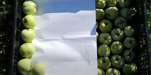 Как хранить яблоки в домашних условия: застелите плоды бумагой