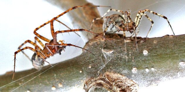 Самец и самка паука-гамака