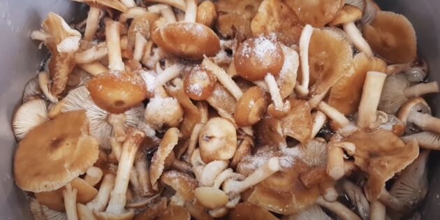Как заморозить опята на зиму: отварите грибы