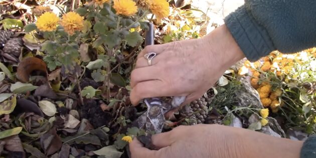 Как сохранить хризантемы зимой: срежьте все стебли растения
