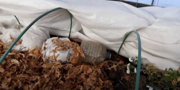Как укрыть хризантему на зиму: Установите на клумбе металлические или пластиковые дуги 