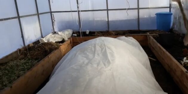 Как укрыть хризантему на зиму: накройте дуги агроволокном или спанбондом