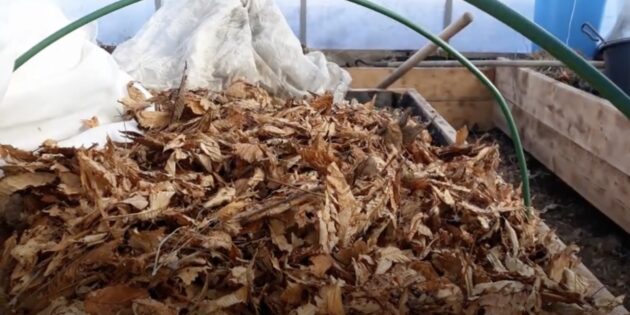 Как сохранить хризантему на зиму: укройте хризантему сухой опавшей листвой или еловыми лапами