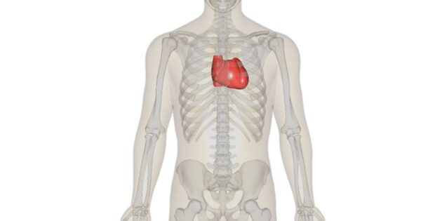 Внутренние органы человека: сердце находится посередине грудной клетки