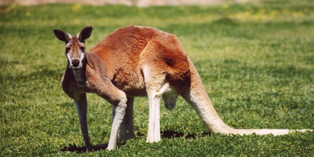 В Австралии больше кенгуру, чем людей. А ещё полно верблюдов и кроликов