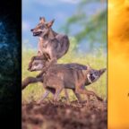 Названы победители Nature Conservancy 2023: это лучшие фотографии о защите природы