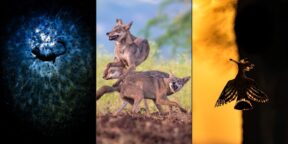 Названы победители Nature Conservancy 2023: это лучшие фотографии о защите природы
