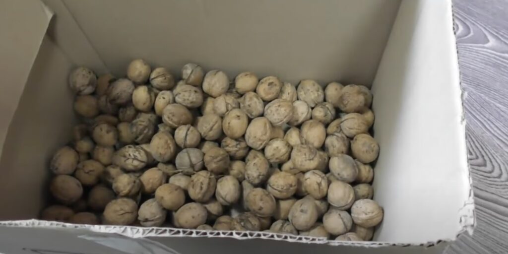 Как хранить грецкие орехи в скорлупе
