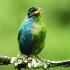 Учёным удалось сделать фото редкой птицы, которая одновременно самец и самка