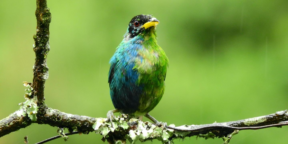 Учёным удалось сделать фото редкой птицы, которая одновременно самец и самка