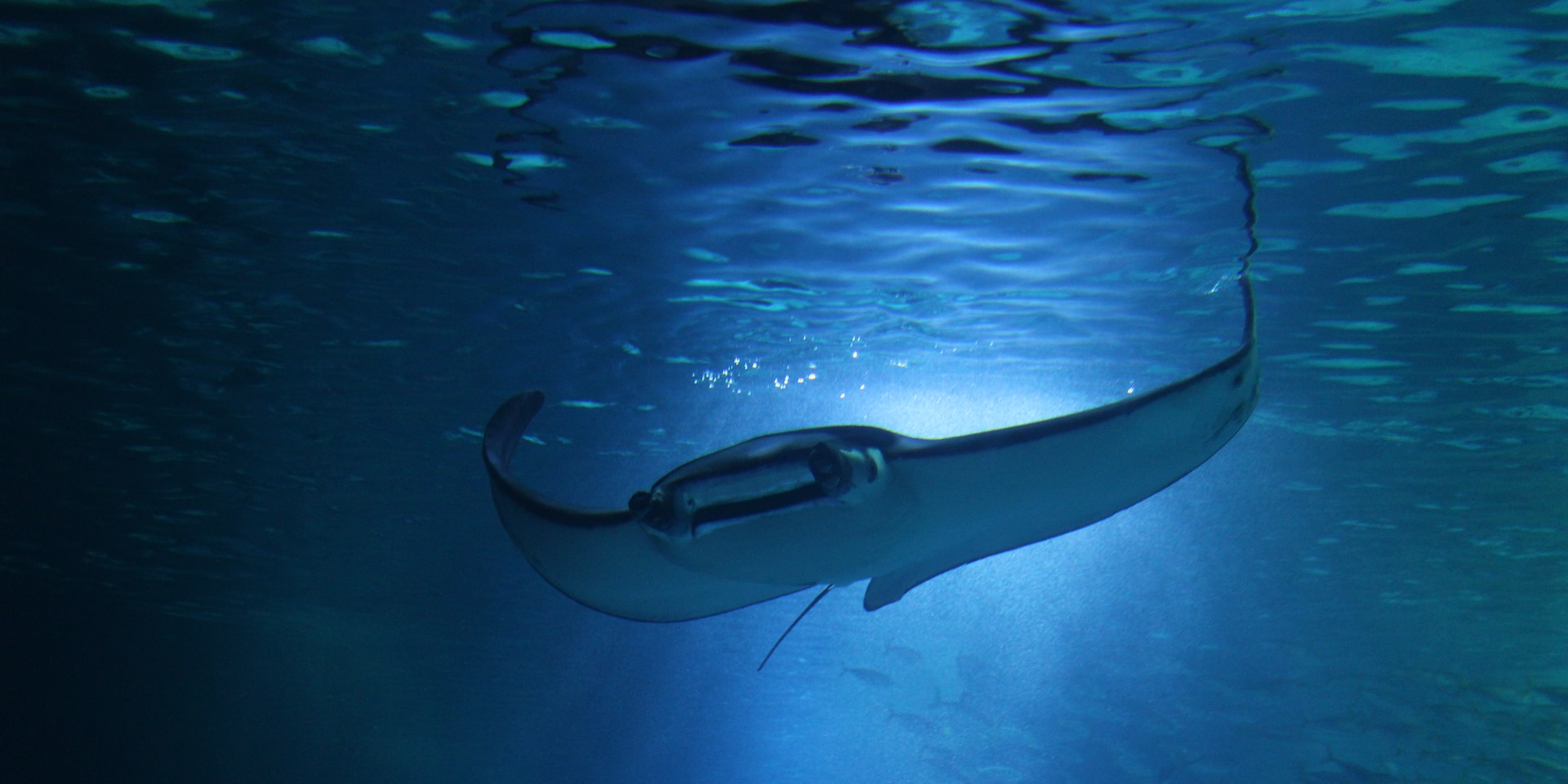 Первая морская рыба объявлена​вымершей из-за деятельности человека