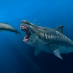 Учёные впервые нашли нетронутый зуб мегалодона возрастом 3,5 миллиона лет