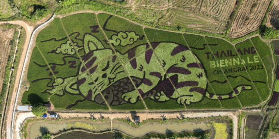 коты на рисовых полях