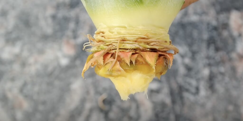 Как вырастить ананас в домашних условиях: отделите мякоть и нижние листья