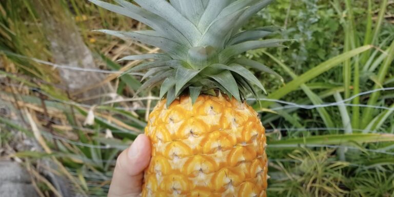 Как вырастить ананас из верхушки (ВИДЕО) | Луганьюс | Дзен