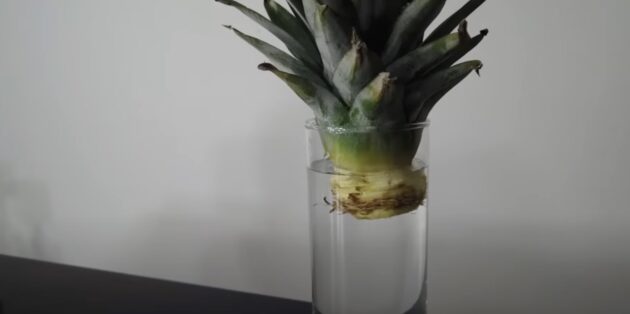Как вырастить ананас в домашних условиях: поставьте верхушку в воду