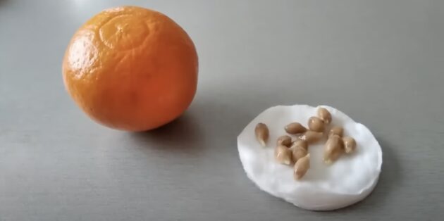 Как вырастить мандарин в домашних условия: извлеките косточки из мякоти